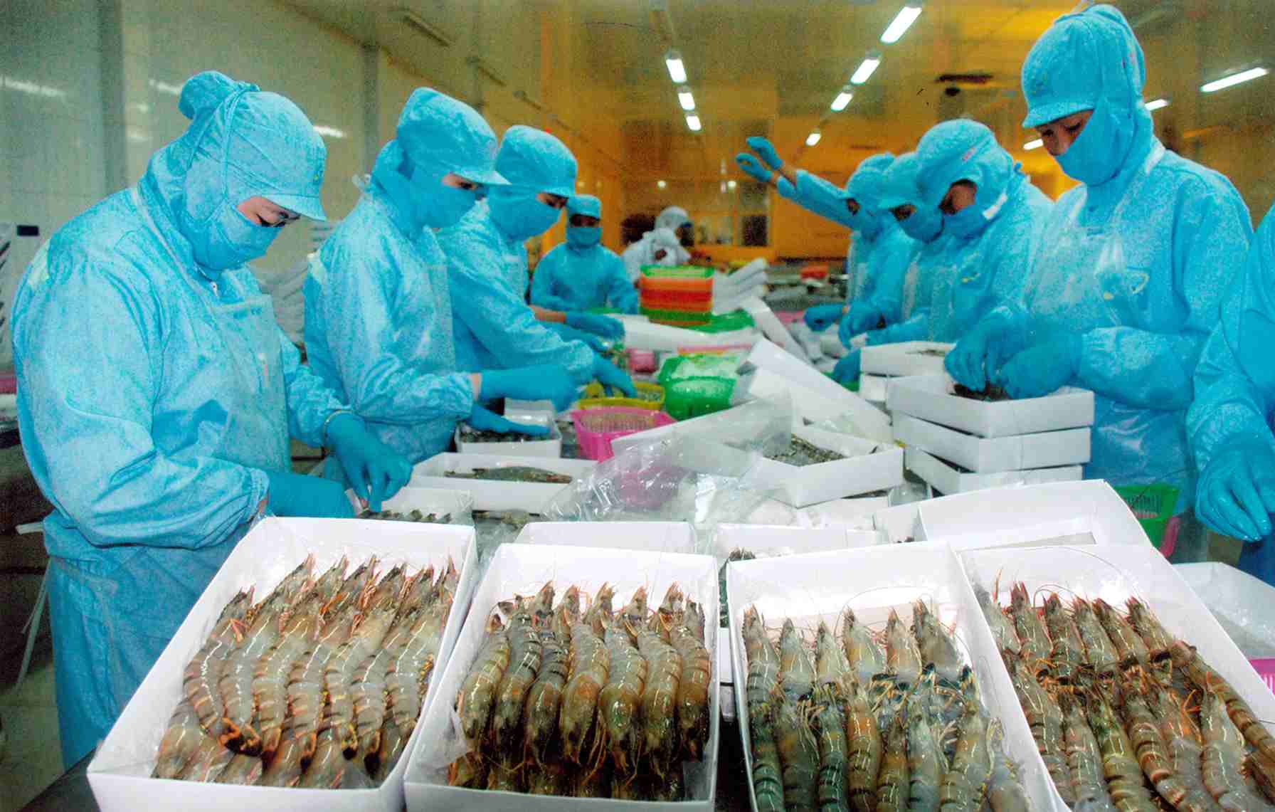 Bị tố xuất thủy sản nhiễm kháng sinh sang Úc: Doanh nghiệp Việt phản ứng