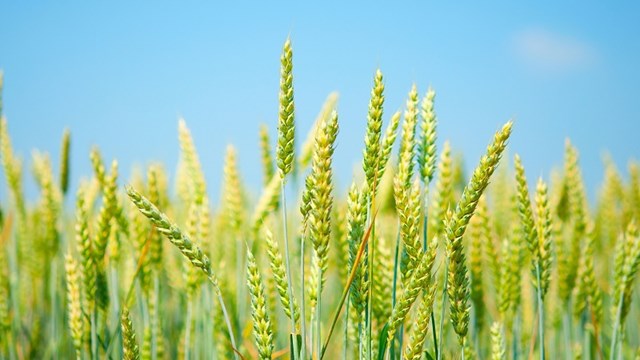 Nhập khẩu lúa mì từ Ấn Độ tăng vượt trội cả về lượng và trị giá trong 8 tháng/2019
