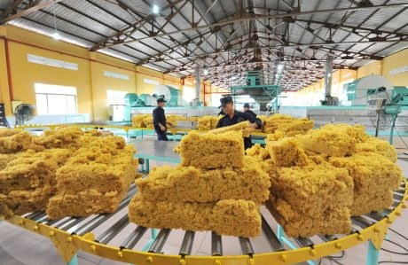 Xuất khẩu cao su 11 tháng đầu năm tăng gần 8% cả lượng và kim ngạch